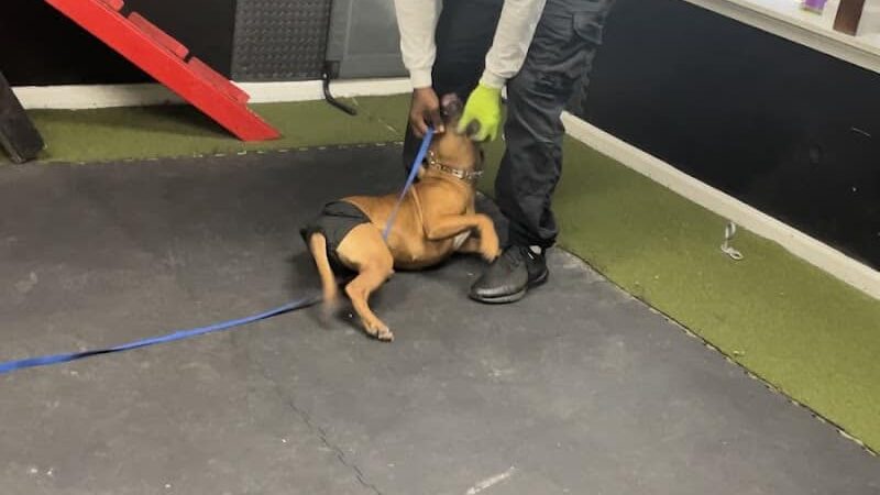 iSpeakDogg - Fort Washington, MD