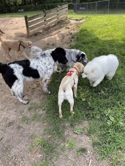 MonDaug Bark Park - Fort Washington,