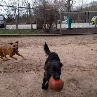 MonDaug Bark Park - Fort Washington,