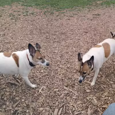 MonDaug Bark Park - Fort Washington,