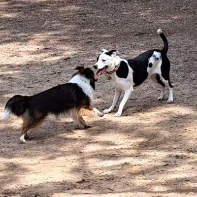 MonDaug Bark Park - Fort Washington,