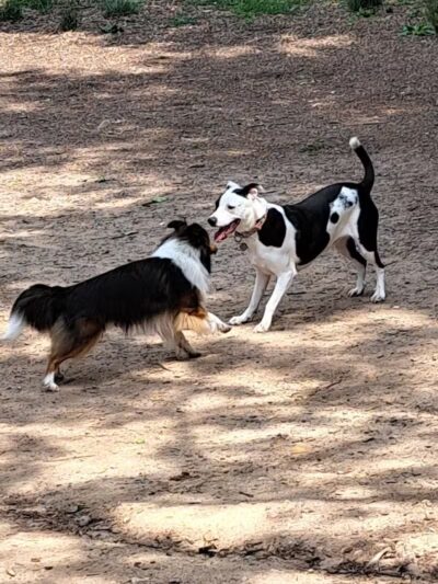 MonDaug Bark Park - Fort Washington,