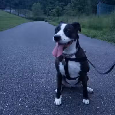 MonDaug Bark Park - Fort Washington,