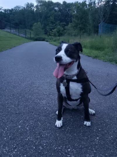 MonDaug Bark Park - Fort Washington,