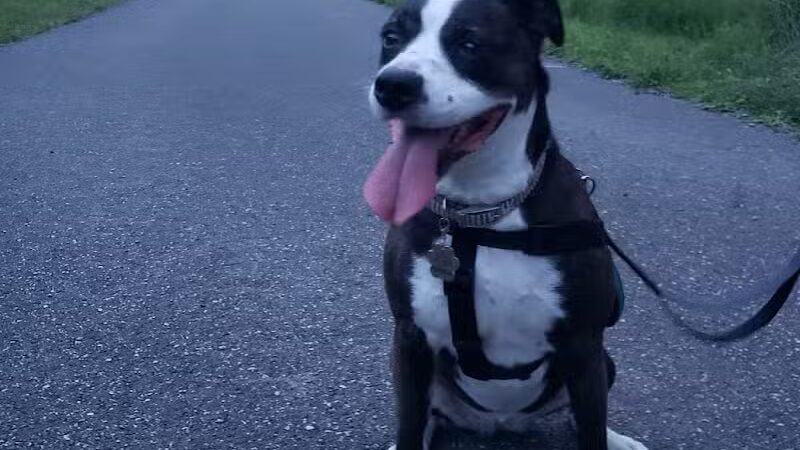 MonDaug Bark Park - Fort Washington,