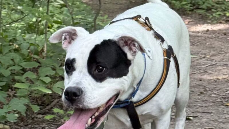 Fido's Forest Dog Park: Appointment and Registration Required - Fort Wayne, IN