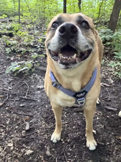 Fido's Forest Dog Park: Appointment and Registration Required - Fort Wayne, IN