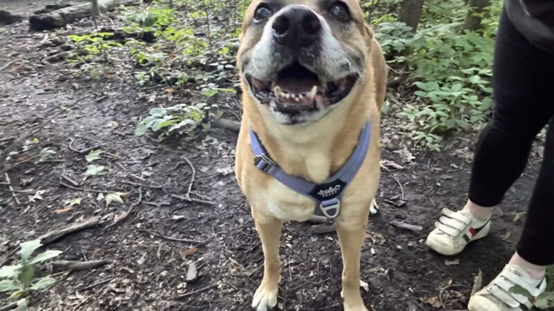 Fido's Forest Dog Park: Appointment and Registration Required - Fort Wayne, IN