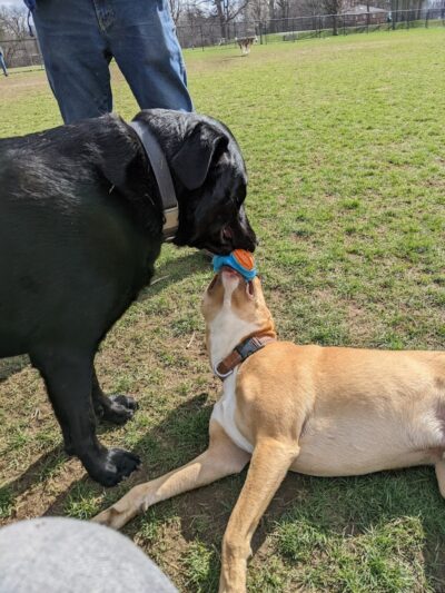 Camp Canine: Members Only - Fort Wayne, IN