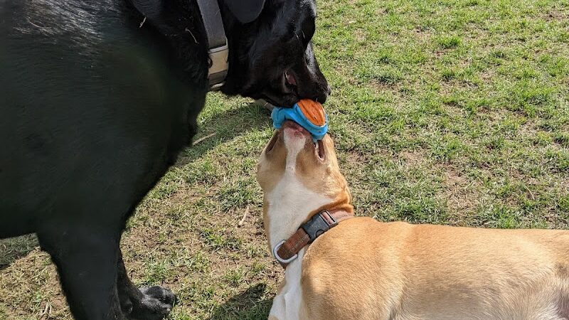 Camp Canine: Members Only - Fort Wayne, IN