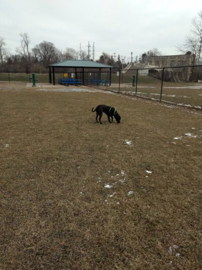 Camp Canine: Members Only - Fort Wayne, IN