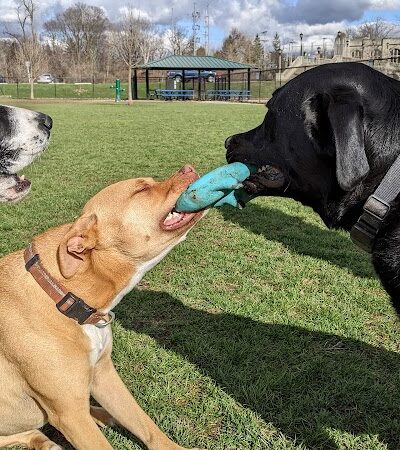 Camp Canine: Members Only - Fort Wayne, IN