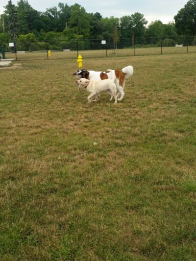 Camp Canine: Members Only - Fort Wayne, IN