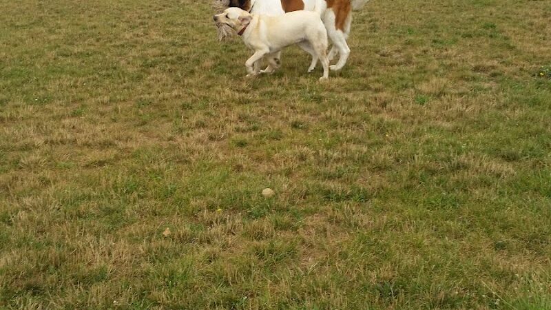 Camp Canine: Members Only - Fort Wayne, IN