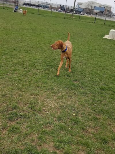 Camp Canine: Members Only - Fort Wayne, IN