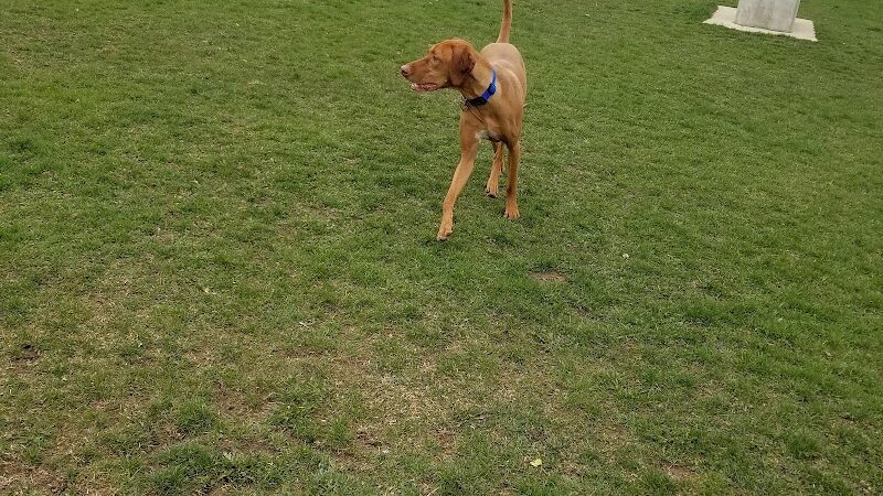 Camp Canine: Members Only - Fort Wayne, IN