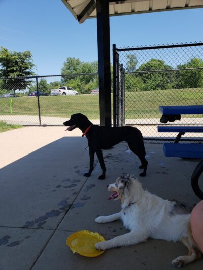 Camp Canine: Members Only - Fort Wayne, IN