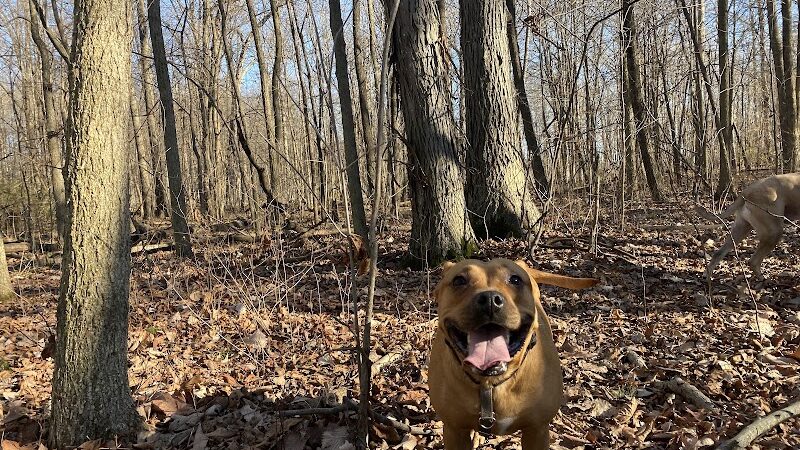 Fido's Forest Dog Park: Appointment and Registration Required - Fort Wayne, IN