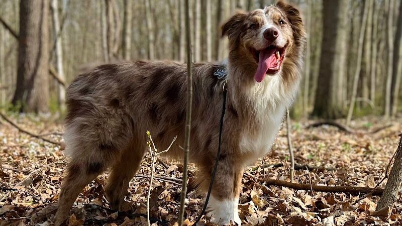 Fido's Forest Dog Park: Appointment and Registration Required - Fort Wayne, IN
