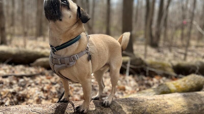 Fido's Forest Dog Park: Appointment and Registration Required - Fort Wayne, IN