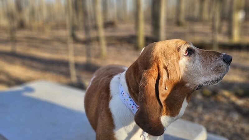 Fido's Forest Dog Park: Appointment and Registration Required - Fort Wayne, IN