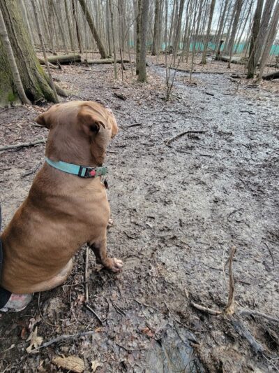 Fido's Forest Dog Park: Appointment and Registration Required - Fort Wayne, IN