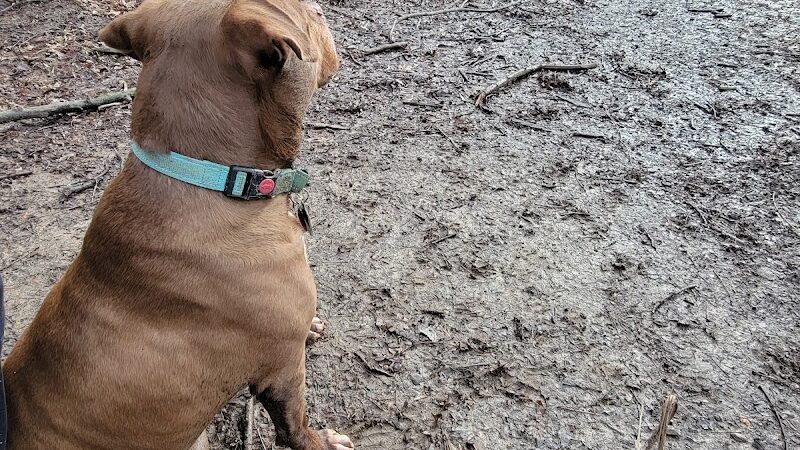 Fido's Forest Dog Park: Appointment and Registration Required - Fort Wayne, IN