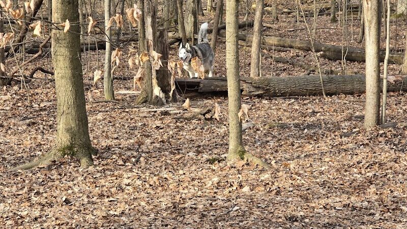 Fido's Forest Dog Park: Appointment and Registration Required - Fort Wayne, IN