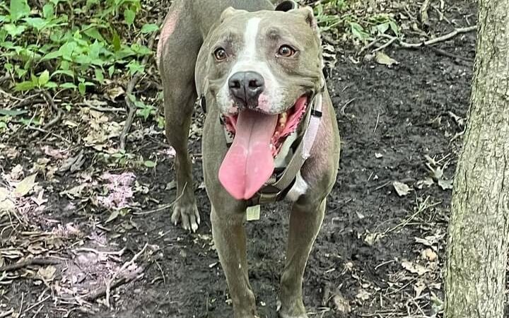 Fido's Forest Dog Park: Appointment and Registration Required - Fort Wayne, IN