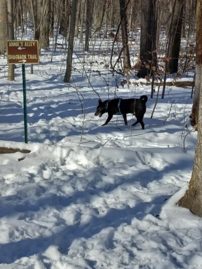 Fido's Forest Dog Park: Appointment and Registration Required - Fort Wayne, IN
