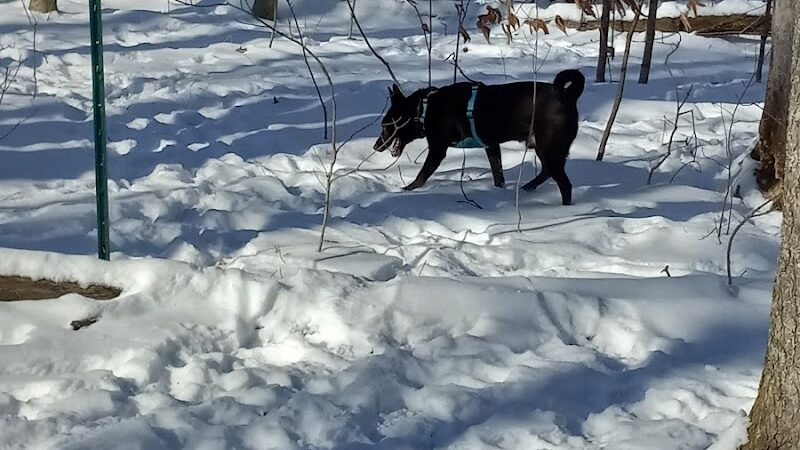 Fido's Forest Dog Park: Appointment and Registration Required - Fort Wayne, IN