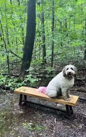 Fido's Forest Dog Park: Appointment and Registration Required - Fort Wayne, IN