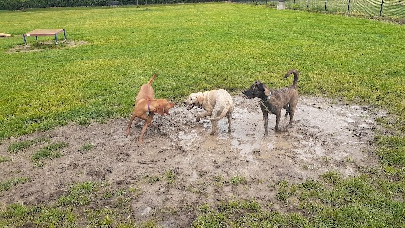 Pawster Park (Pay Access) - Fort Wayne, IN