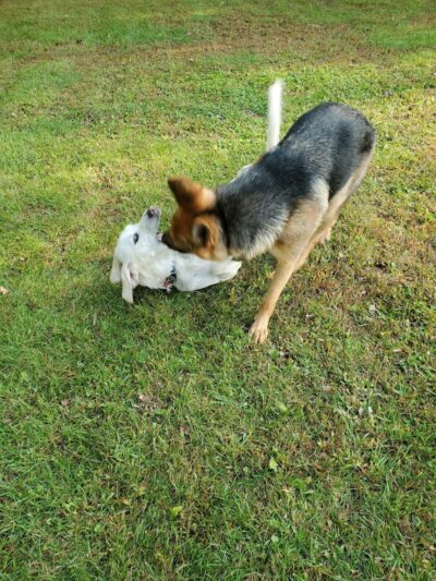 Pawster Park (Pay Access) - Fort Wayne, IN