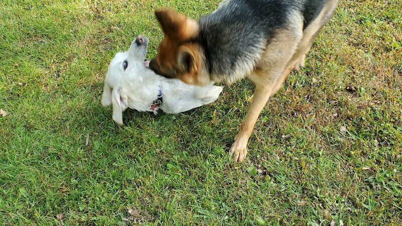 Pawster Park (Pay Access) - Fort Wayne, IN