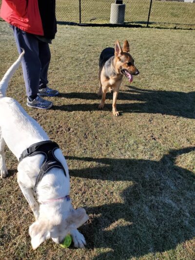 Pawster Park (Pay Access) - Fort Wayne, IN