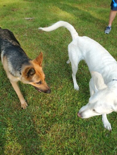 Pawster Park (Pay Access) - Fort Wayne, IN