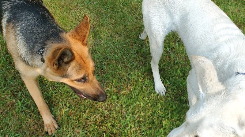 Pawster Park (Pay Access) - Fort Wayne, IN