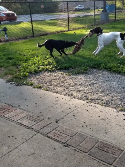 Pawster Park (Pay Access) - Fort Wayne, IN