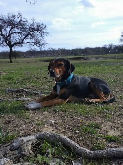 Prairie Dog' Park - Fort Worth, TX