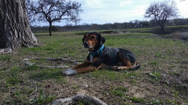 Prairie Dog' Park - Fort Worth, TX