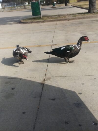 Prairie Dog' Park - Fort Worth, TX
