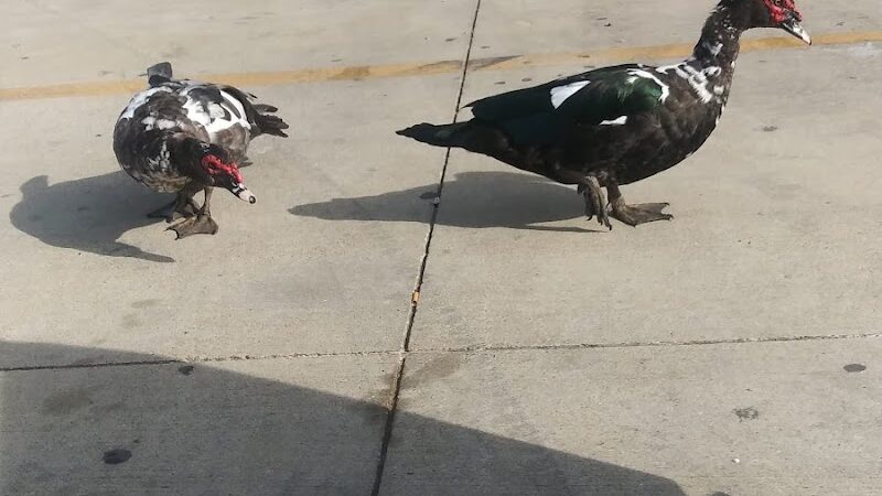 Prairie Dog' Park - Fort Worth, TX