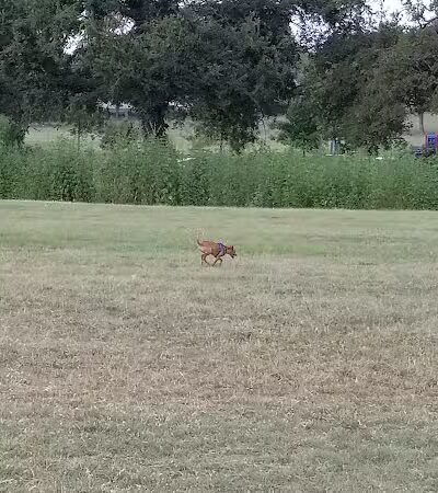 Prairie Dog' Park - Fort Worth, TX