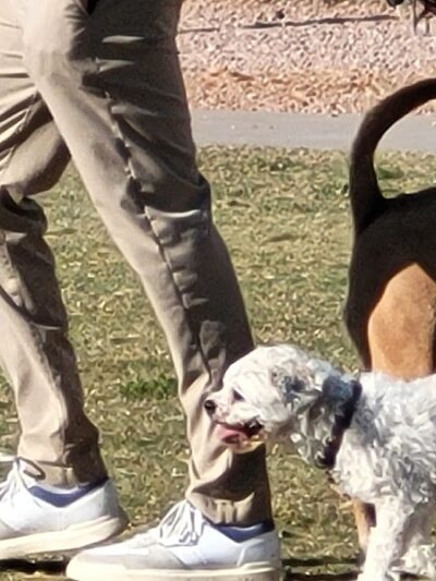 Desert Vista Dog Park - Fountain Hills, AZ