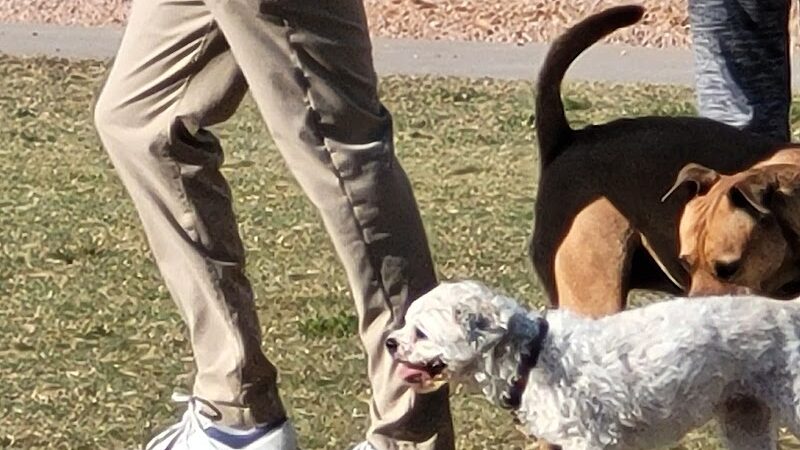 Desert Vista Dog Park - Fountain Hills, AZ
