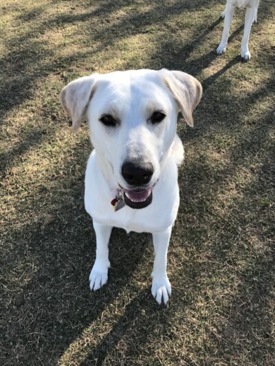 Desert Vista Dog Park - Fountain Hills, AZ