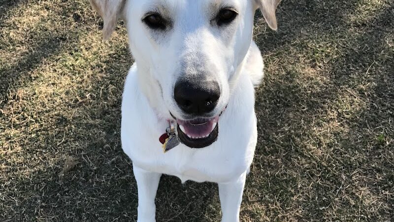 Desert Vista Dog Park - Fountain Hills, AZ