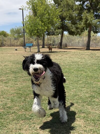 Desert Vista Dog Park - Fountain Hills, AZ