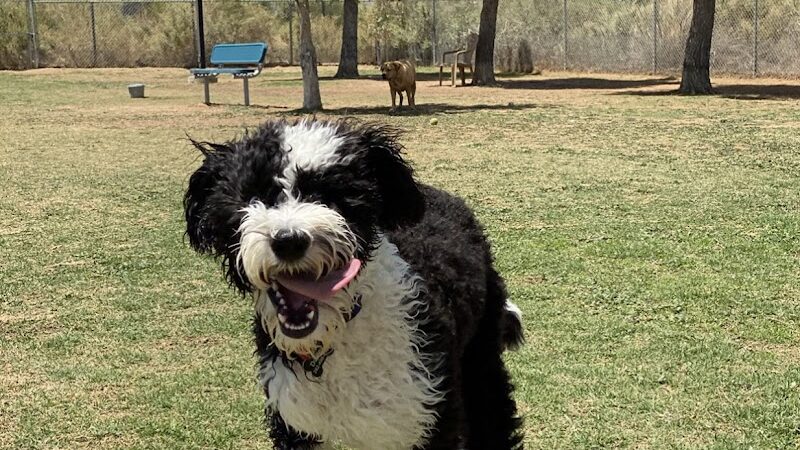 Desert Vista Dog Park - Fountain Hills, AZ